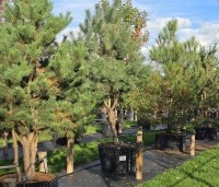 Pinus sylvestris - Grove den - 2
