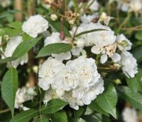 Rosa 'Guirlande d'Amour' - Roos 'Guirlande d'Amour ' - 1