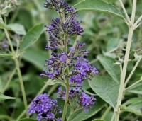 Buddleja davidii 'Lochinch' - Vlinderstruik 'Lochinch' - 3