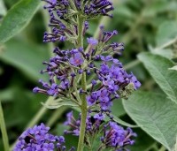 Buddleja davidii 'Lochinch' - Vlinderstruik 'Lochinch' - 2