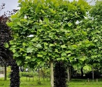 Platanus hispanica - Plataan - 2