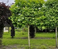 Platanus hispanica - Plataan - 1
