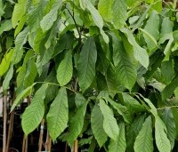 Asimina triloba - Pawpaw - blad