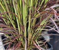 Pennisetum setaceum 'Rubrum Dwarf' - Lampenpoetsersgras 'Rubrum Dwarf' - 2