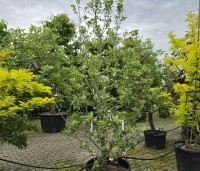 Malus trilobata - Libanese wilde appel - 1