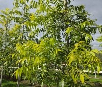 Carya illinoinensis 'Western Schley' - Pecannoot  'Western Schley' - 1