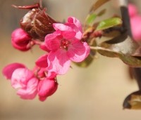 Malus 'Rudolph' - Sierappel - 5