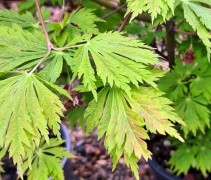 Acer japonicum ‘Aconitifolium’