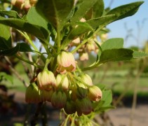 Enkianthus campanulatus bloem