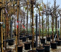 Wisteria op 180 cm stam