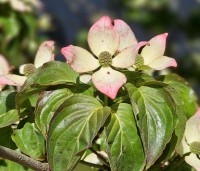 Cornus satomi - Kornoelje - 1