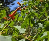 Campsis radicans - Trompetklimmer - 1