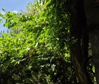 Campsis radicans - Trompetklimmer - 2