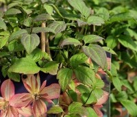 Clematis montana 'Marjorie' - Bosrank 'Marjorie' - 1