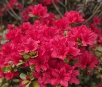 Rhododendron (AJ) 'Johanna' - Karmijnrode Japanse Azalea 'Johanna Red' - 7