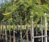 Acer palmatum 'Dissectum' - Japanse esdoorn 'Dissectum' - 3