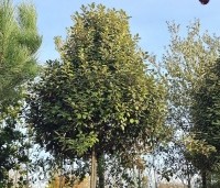 Elaeagnus ebbingei - Olijfwilg - 1
