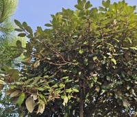 Elaeagnus ebbingei - Olijfwilg - 2