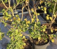 Crataegus monogyna - Eenstijlige meidoorn - 1