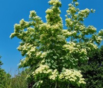 Cornus kousa