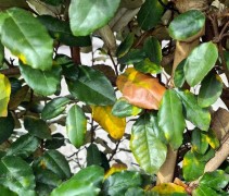 Elaeagnus ebbingei winterverkleuring geel naar bruin en afval
