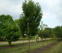 Magnolia loebneri 'Merrill' in blad