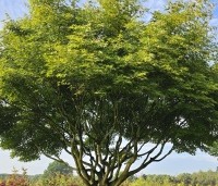 Acer palmatum - Japanse Esdoorn - 1
