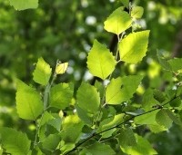 Betula nigra - Zwarte berk - 2