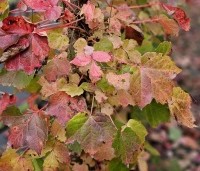 Parthenocissus tricuspidata 'Veitchii' - Wilde Wingerd Quickhedge - 1