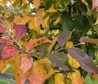 Parrotia persica 'Bella' - Perzisch IJzerhout - 4