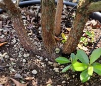 Arbutus unedo - Aardbeiboom - 10