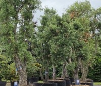 Quercus suber - Kurkeik - 1