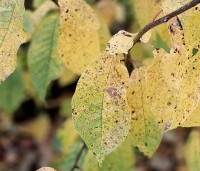 Prunus padus - Europese vogelkers - 2