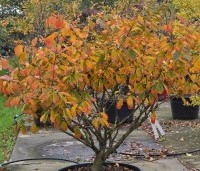 Hamamelis mollis - Toverhazelaar - 1