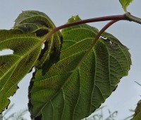 Davidia involucrata - Vaantjesboom - blad nazomer