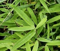 Fargesia nitida 'Volcano' - Bamboe 'Volcano' - 2