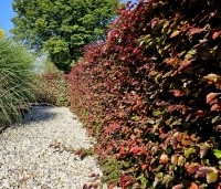 Fagus sylvatica 'Atropunicea' - Rode beuk - augustus 2024