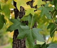 Liquidambar styraciflua - Amberboom - 6