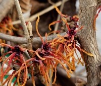 Hamamelis x int. 'Jelena' - Toverhazelaar - 2