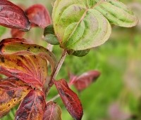 Cornus satomi - Kornoelje - najaar