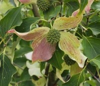Cornus kousa 'Weisse Fontaine' - Japanse grootbloemige kornoelje 'Weisse Fontaine' - 4