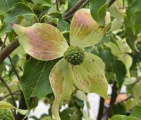 Cornus kousa 'Weisse Fontaine' - Japanse grootbloemige kornoelje 'Weisse Fontaine' - 3