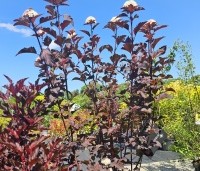 Physocarpus opulifolius 'Diabolo' - Blaasspiraea 'Diabolo' - 1
