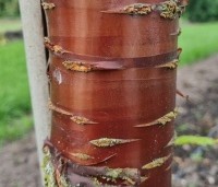 Prunus serrula - Tibetaanse Sierkers - Afbeelding 1
