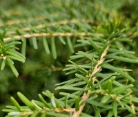 Tsuga canadensis - Canadese Hemlockspar - 1