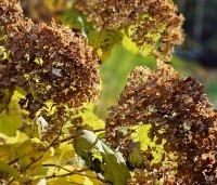 Hydrangea arb. 'Incrediball Strong Annabelle'  - Hortensia 'Incrediball Strong Annabelle' - herfst