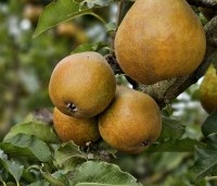 Pyrus com. 'Gieser Wildeman"  - Pyrus com. 'Gieser Wildeman"  - 1