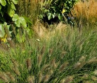 Pennisetum alopecuroides 'Hameln' - Lampenpoetsersgras 'Hameln' - 4