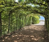 Carpinus betulus - Haagbeuk - berceau loofgang