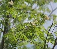 Sorbus aucuparia - Lijsterbes - 6